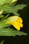 Yellow glandweed